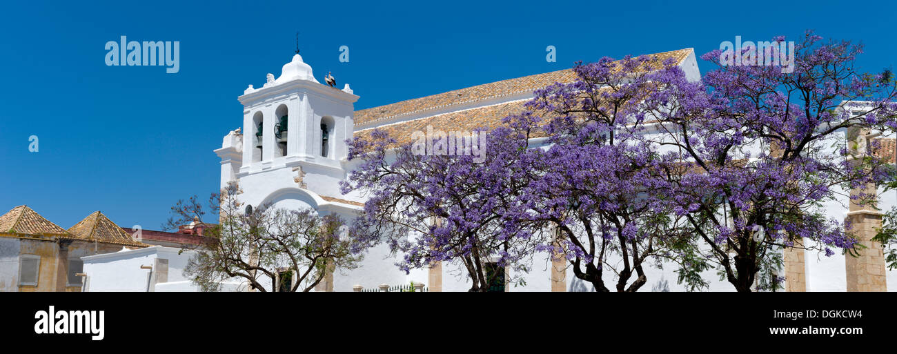 Le Portugal, l'Algarve, Faro, jacarandas en fleurs par l'Igreja de São Pedro church Banque D'Images