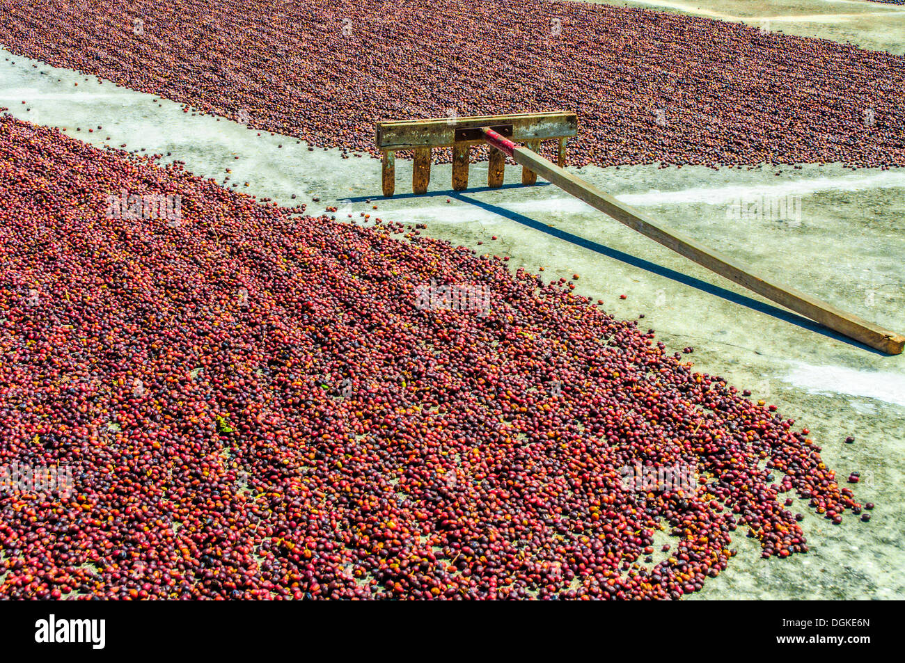 Les grains de café sont rouges mûres ratissé à sécher au soleil. Banque D'Images