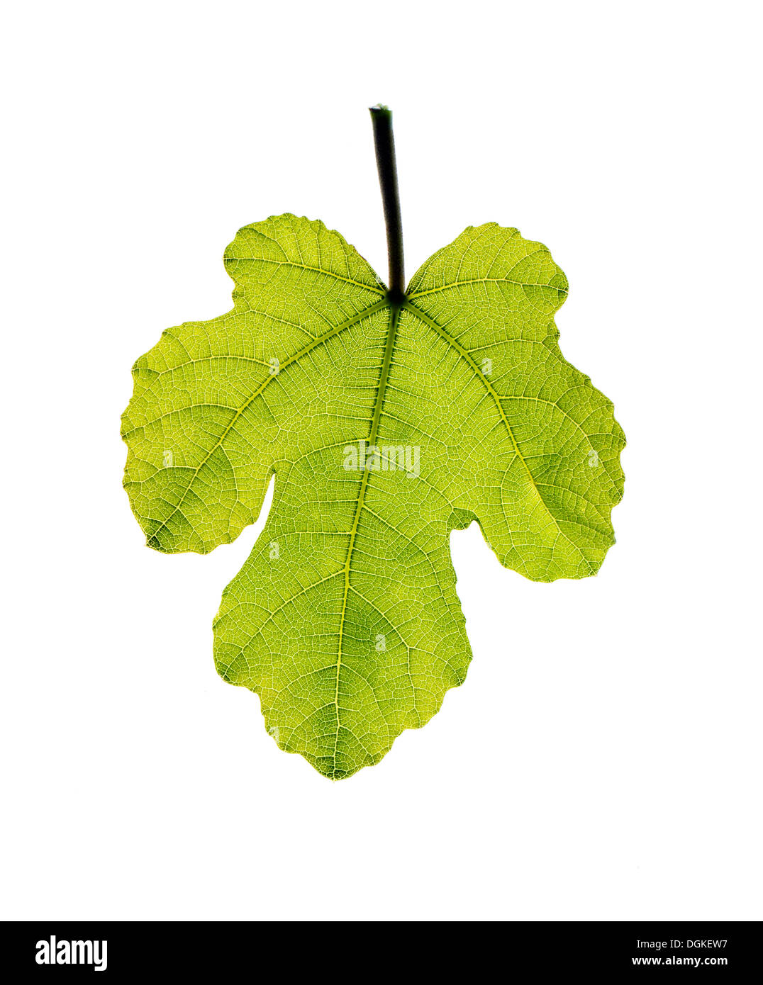 Retour allumé feuille de vigne sur fond blanc Banque D'Images