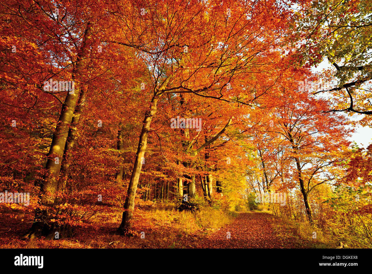 L'Allemagne, la Nature Park Odenwald : Golden Octobre avec atumn en forêt de montagne Katzenbuckel Banque D'Images