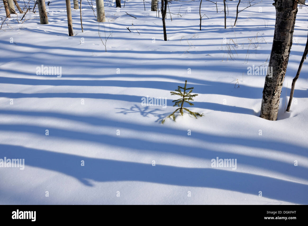 Un semis d'épinette dans une forêt de trembles en hiver le Grand Sudbury Ontario Canada Banque D'Images