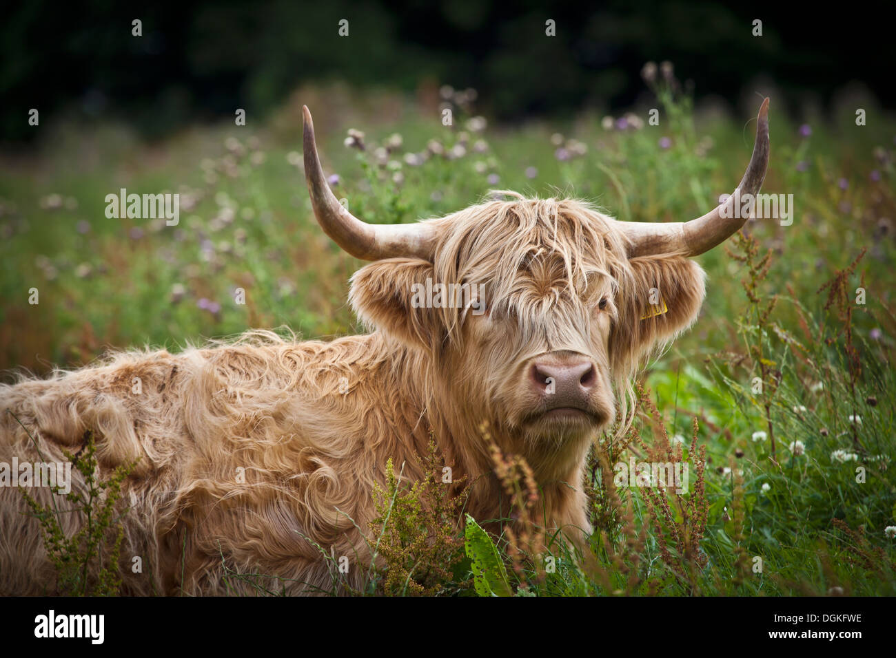 Une vache Highland. Banque D'Images