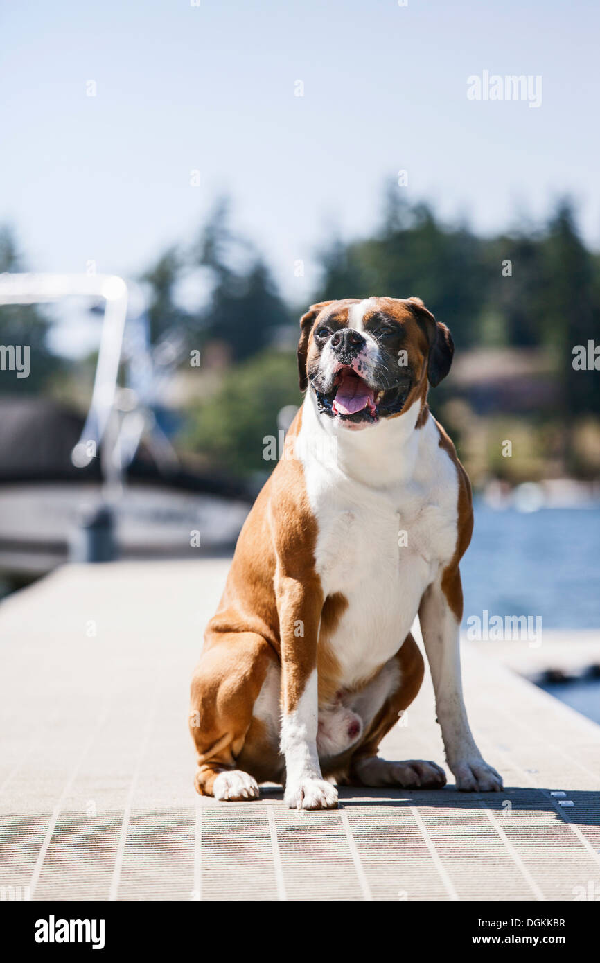 USA, Washington, Bellingham, Portrait de dog sitting on jetty Banque D'Images