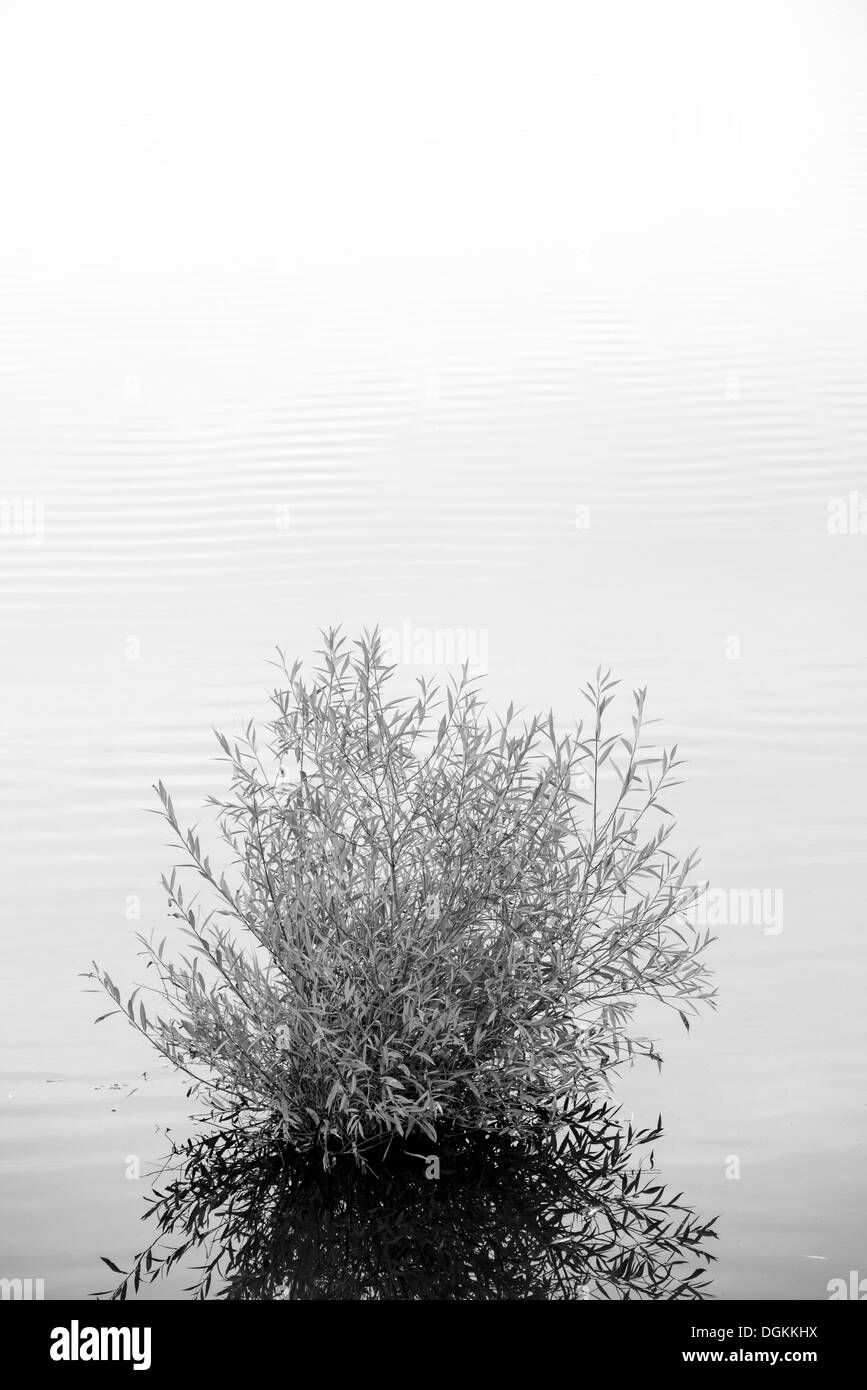 Willow partiellement submergés dans un étang à l'entreprise de faune dans la vallée de la Wallowa de l'Oregon. Banque D'Images