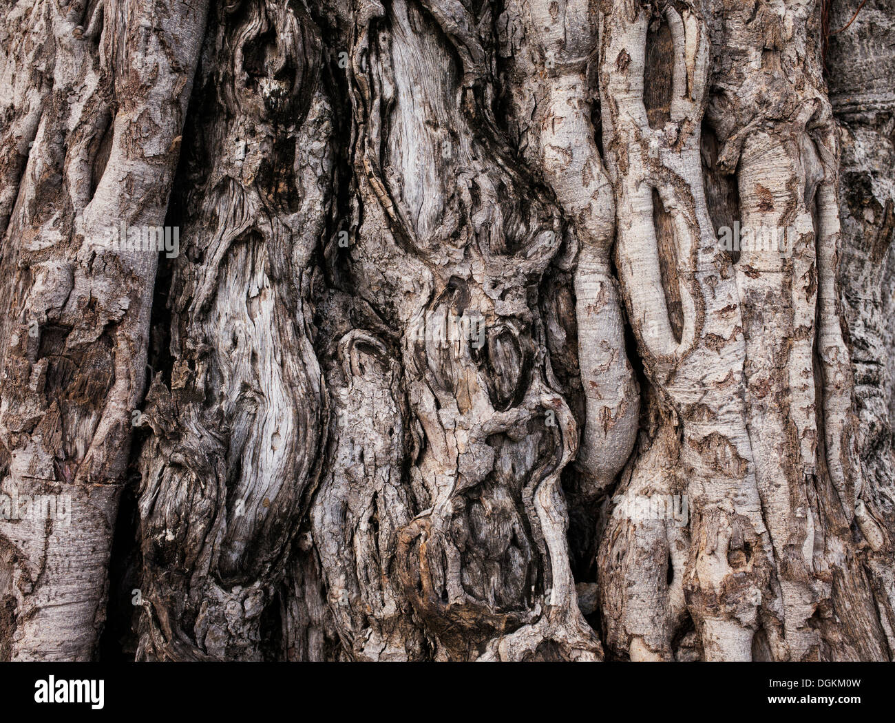Ficus benghalensis. Indian Banyan Tree bark Banque D'Images