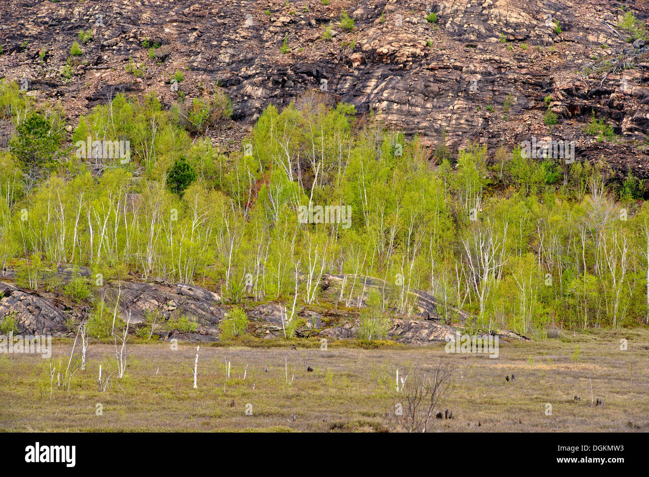 Une jeune forêt de trembles à la base d'une colline dévastée par les pratiques minières passées le Grand Sudbury Ontario Canada Banque D'Images