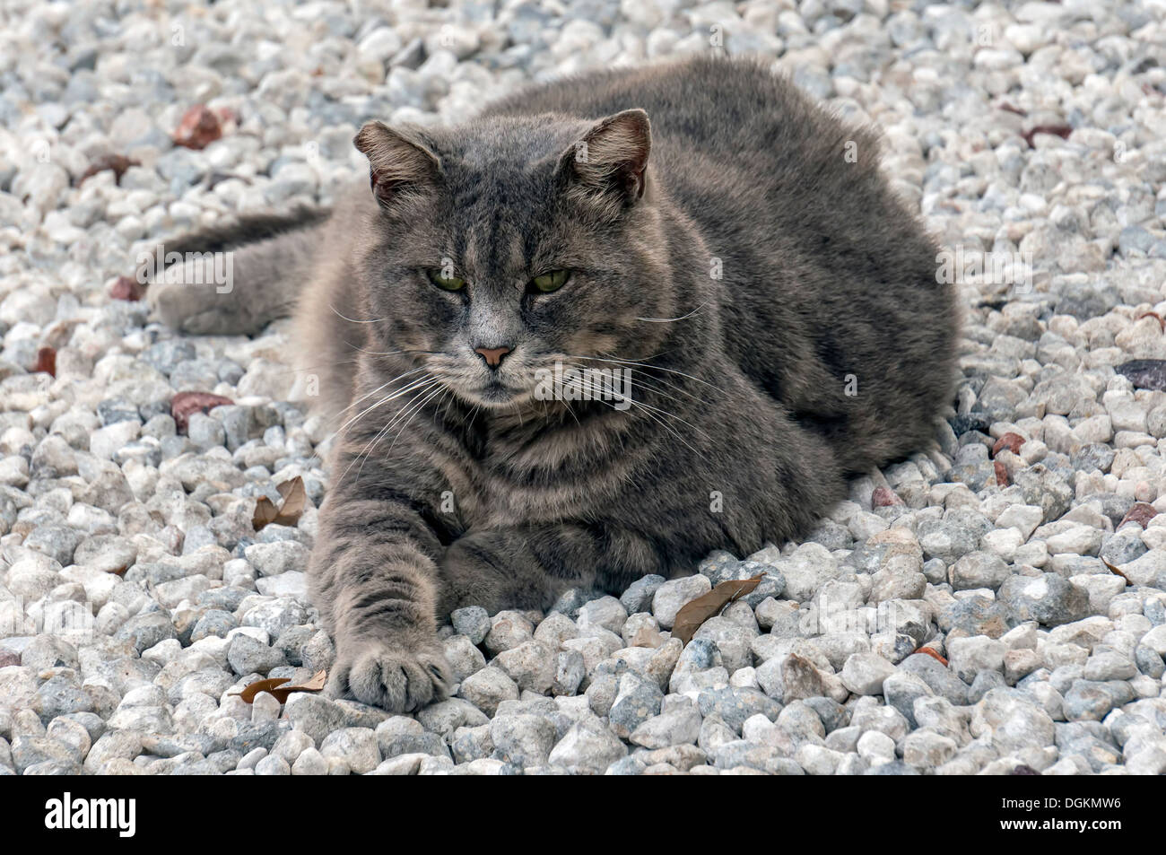 Les cheveux courts gris à rayures de tigre chat tigré portant sur un lit de gravier dans la région de Cedar Key, en Floride. Banque D'Images