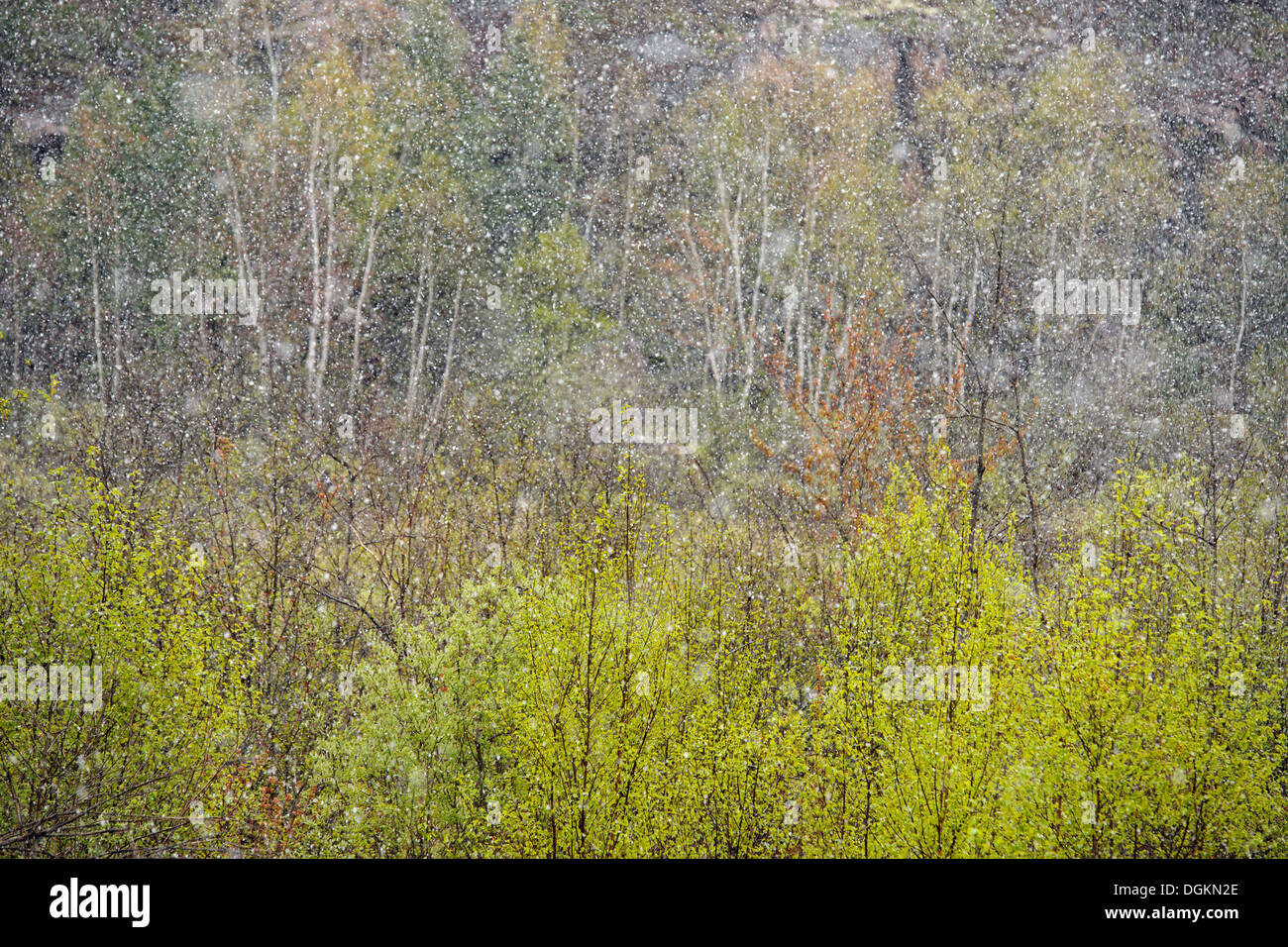 Arbres de printemps avec les feuilles dans une bourrasque de neige à la fin du printemps Wanup Ontario Canada Banque D'Images