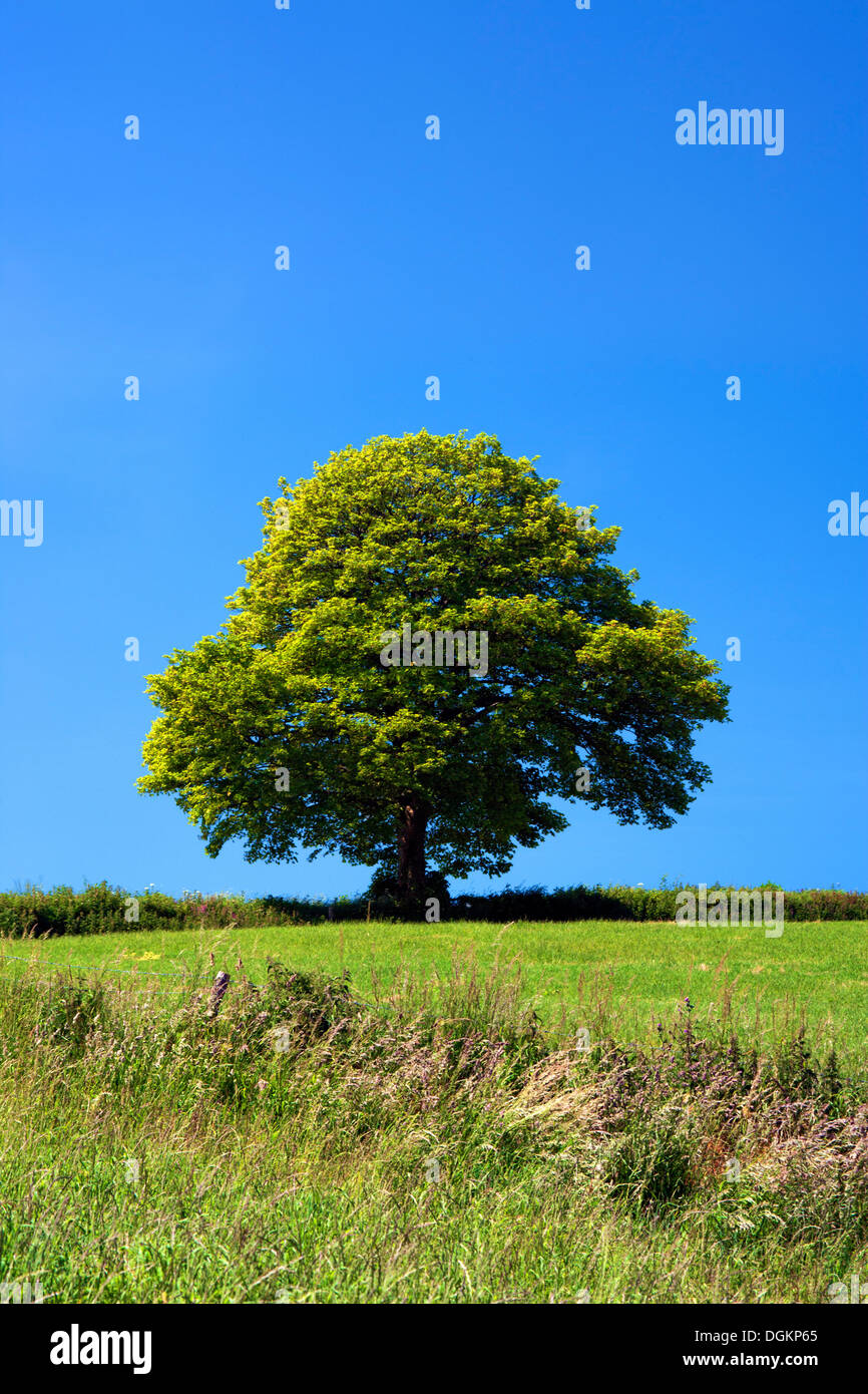Vue d'un arbre isolé en milieu rural Somerset. Banque D'Images