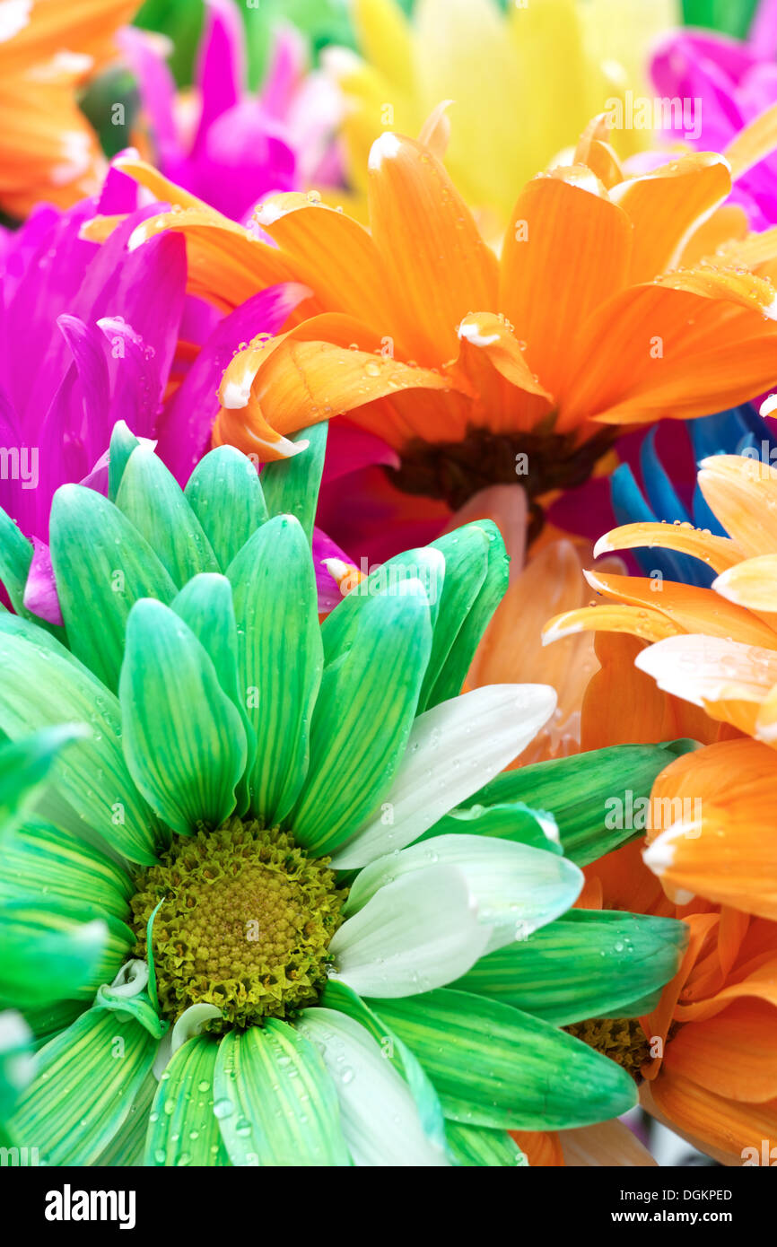 Un bouquet de marguerites colorées avec plusieurs couleurs différentes. Banque D'Images