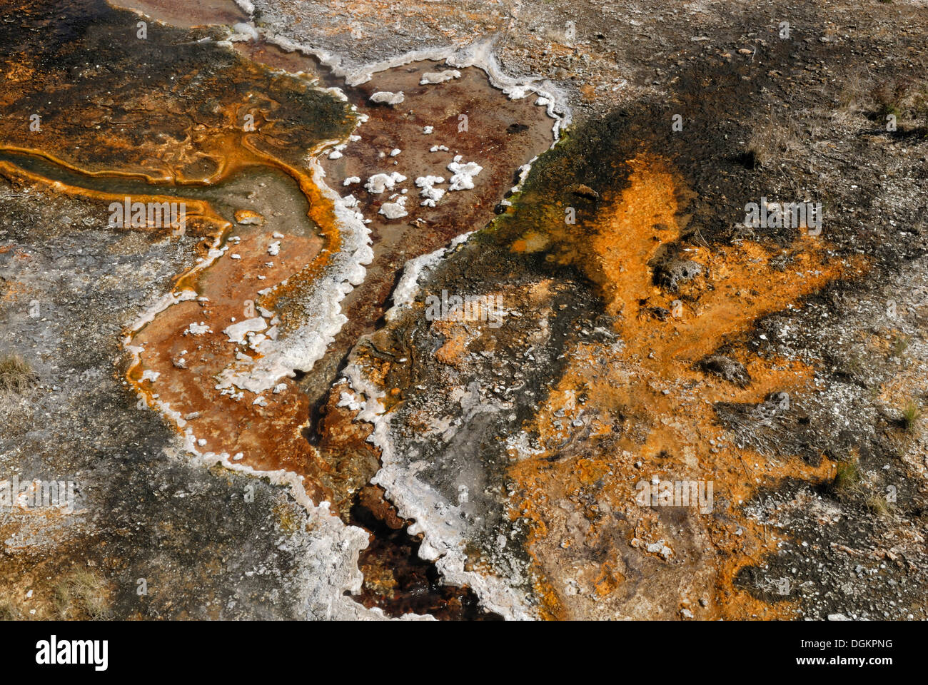 Les dépôts de tuf jaune avec des algues à l'eau chaude, et arc-en-ciel Cascade terrasse, cave Orakei Korako et Parc Thermal, Hidden Valley Banque D'Images