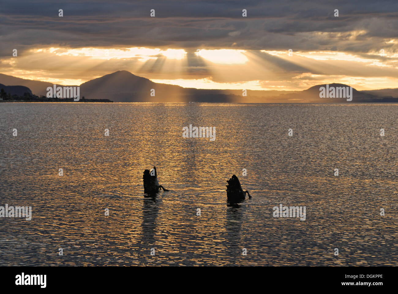 Des cygnes noirs (Cygnus atratus), l'alimentation du fond du lac, au coucher du soleil du lac Taupo, île du Nord, Nouvelle-Zélande Banque D'Images