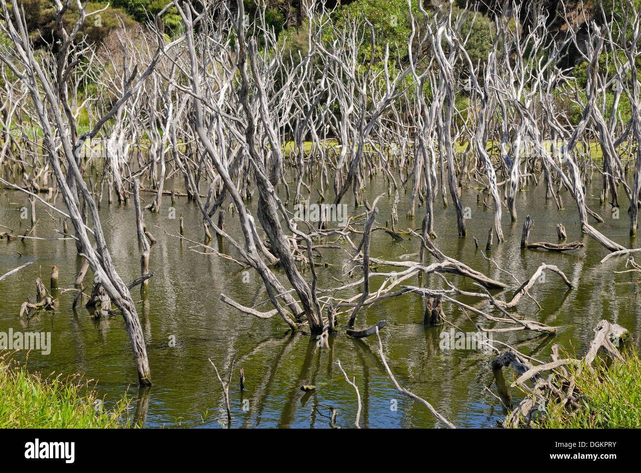 L'étai pause, Kai Iwi Lakes, au nord-ouest de Dargaville, île du Nord, Nouvelle-Zélande Banque D'Images