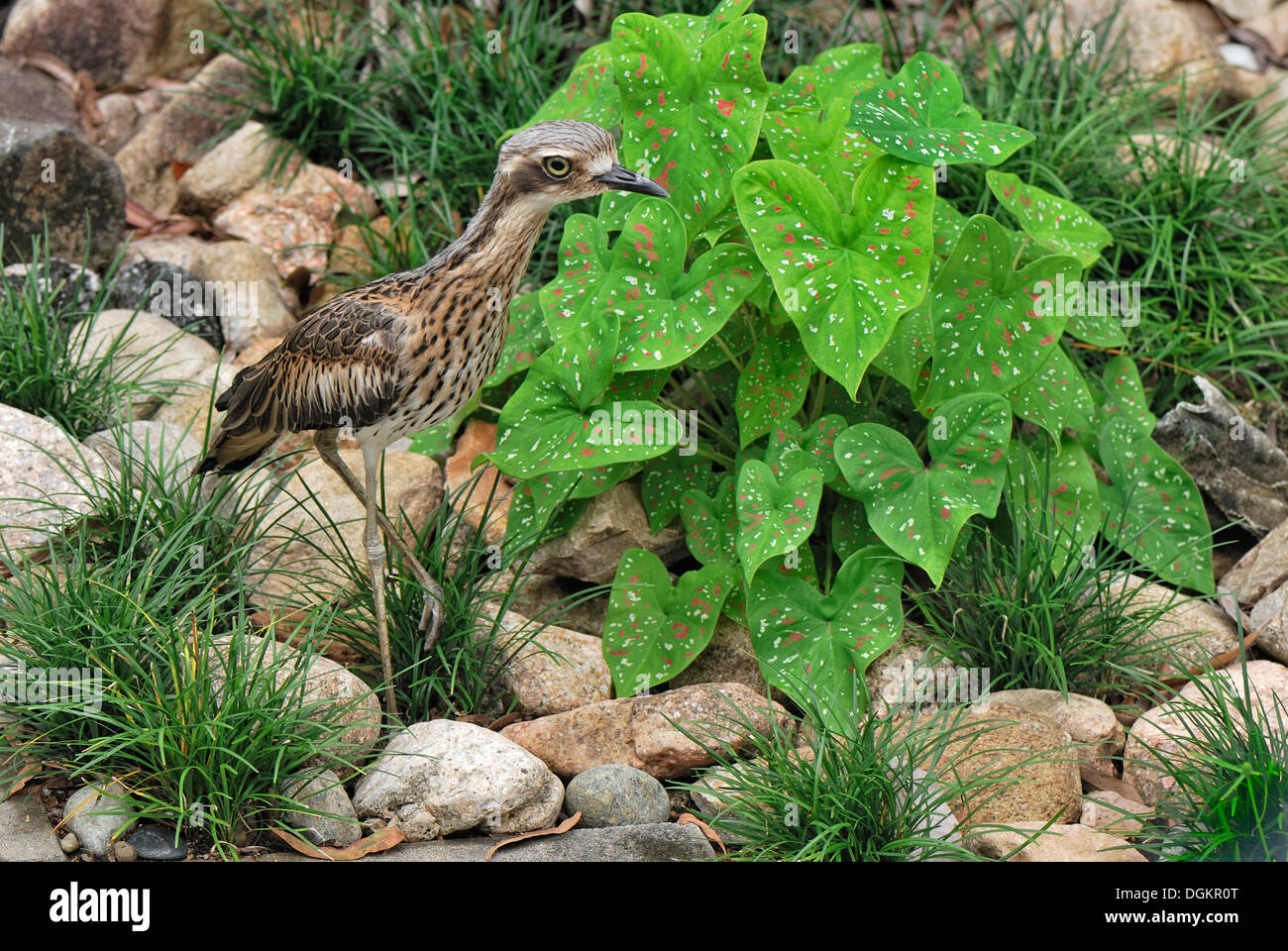 Bush-pierre (Burhinus grallarius courlis), espèce en voie de disparition, Magnetic Island, Queensland, Australie Banque D'Images