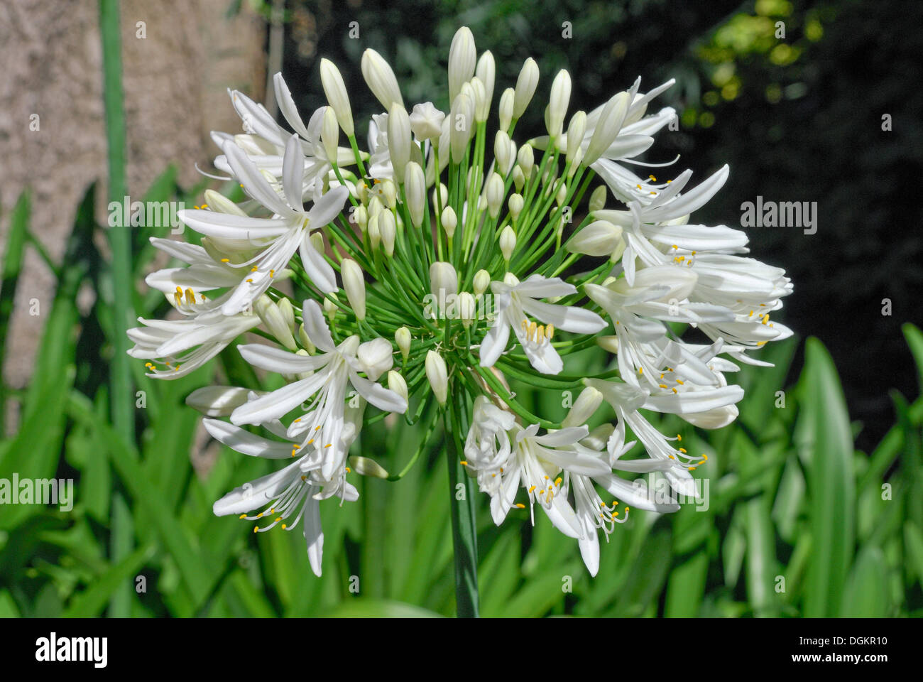 Lily of the Nile Agapanthus sp.), Christchurch, Nouvelle-Zélande Banque D'Images