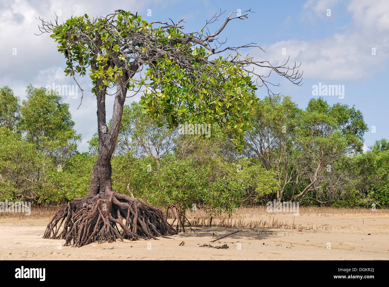 (Mangrove Rhizophora sp.) à marée basse à Big Mango de pique-nique, Bowen, Queensland, Australie Banque D'Images