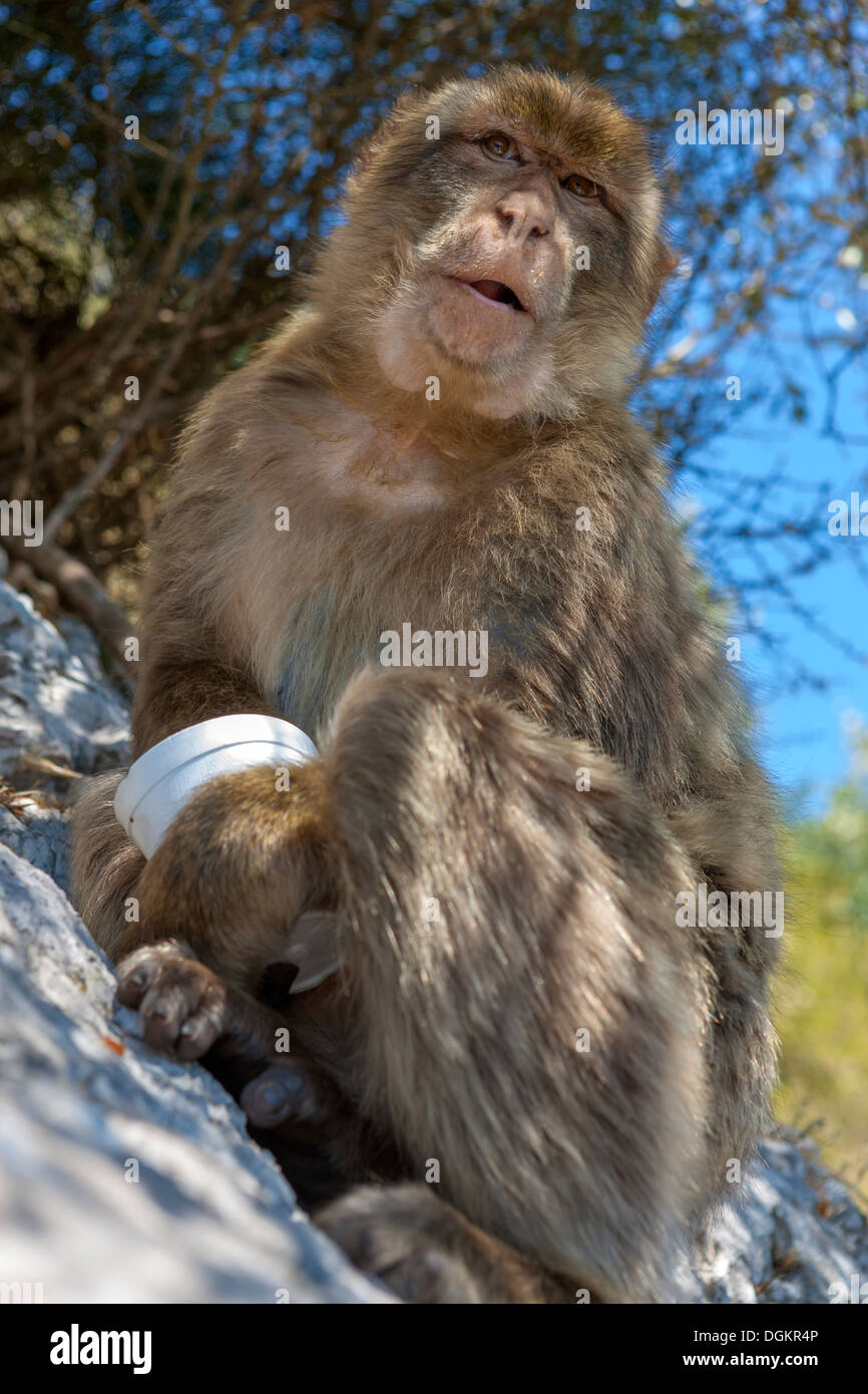 Gibraltar Barbary Macaque (Macaca sylvanus). Banque D'Images