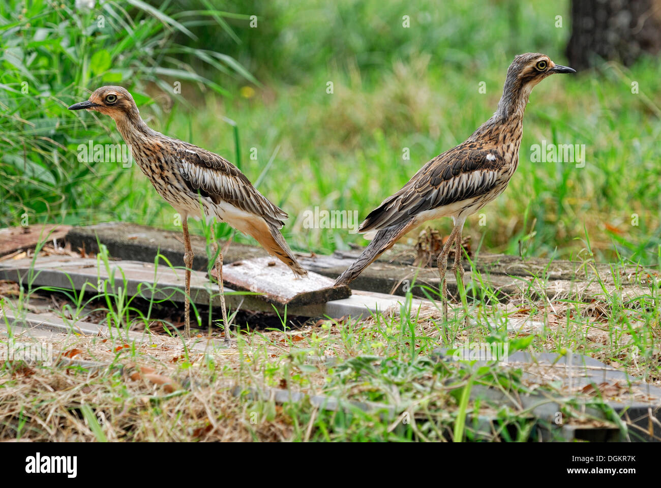 Bush-pierre (Burhinus grallarius courlis), espèce en voie de disparition, Atherton Tablelands, Queensland, Australie Banque D'Images