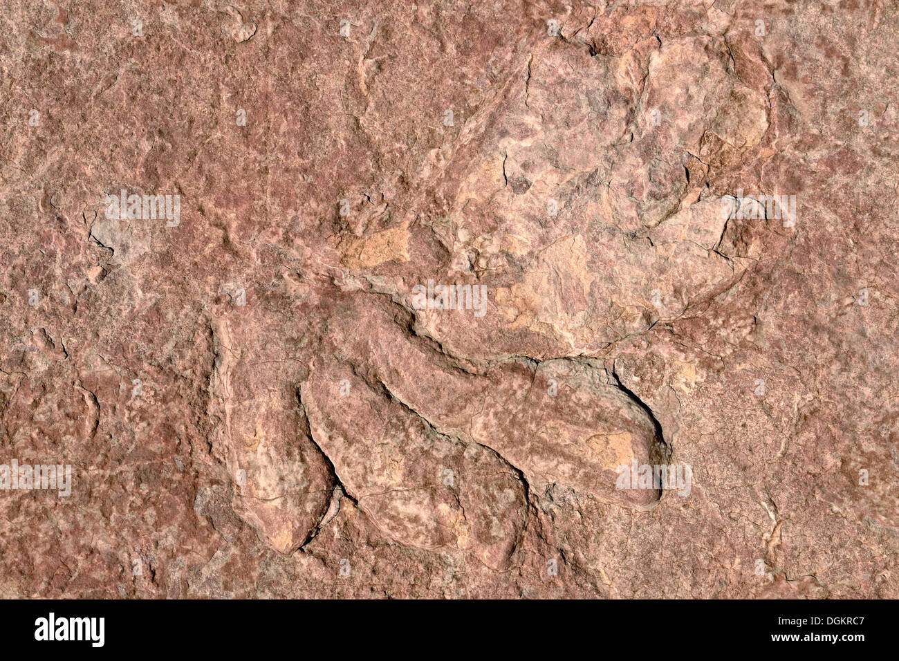 Empreintes fossilisées d'un dinosaure, Dilophosaurus, partiellement conservé, à environ 170 millions d'années, l'âge jurassique grès Navajo Banque D'Images