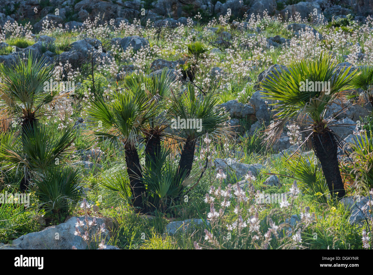 European fan palm, méditerranéen palmier nain ou palmier nain (Chamaerops humilis) et ramifiés Asphodèle (Asphodelus ramosus) Banque D'Images