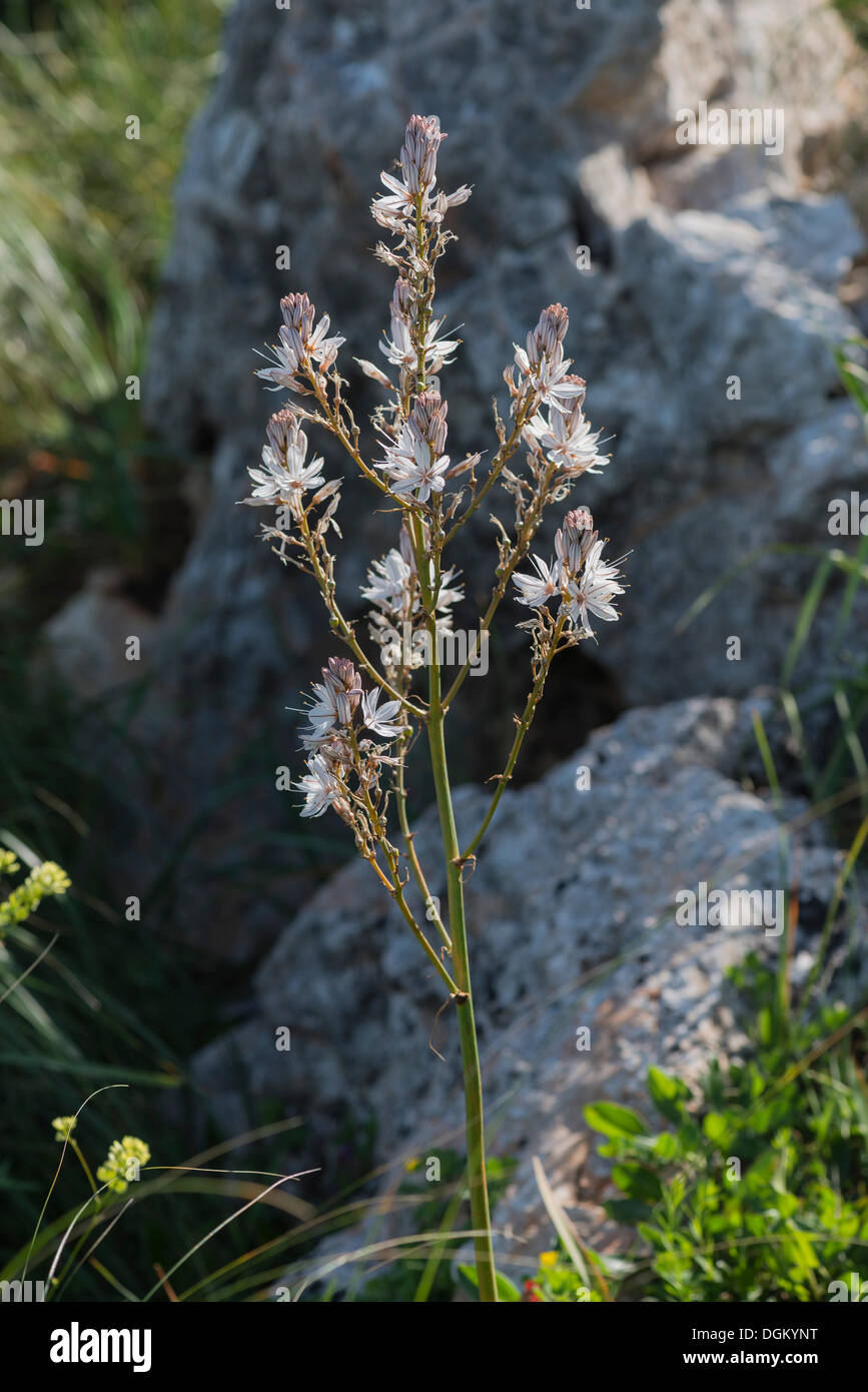Asphodèle (Asphodelus ramosus ramifiés), Naturreservat Zingaro, San Vito lo Capo, province de Trapani, Sicile, Italie Banque D'Images