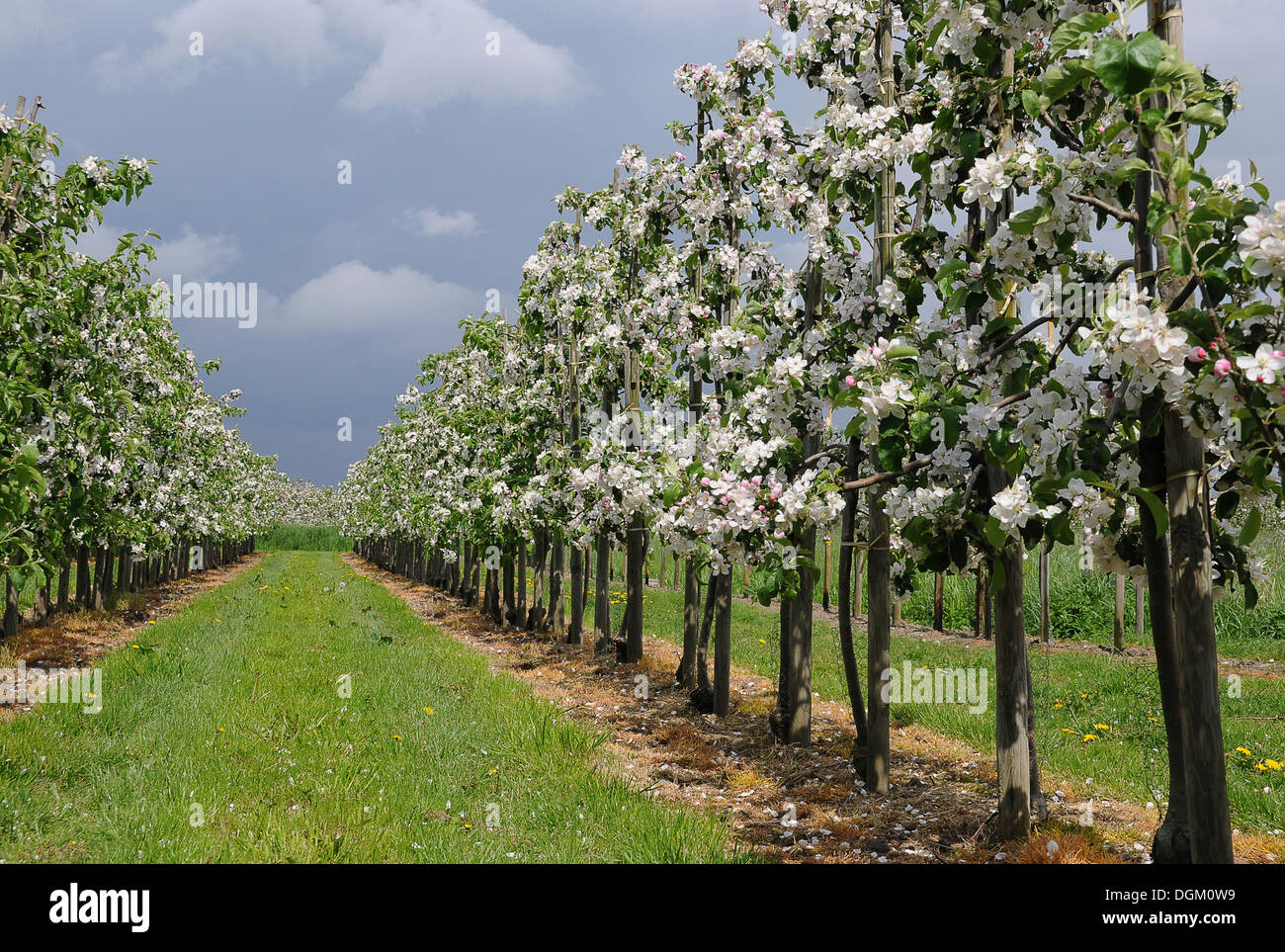 Apple Blossom Nouvelle Plantation De Fruits Les Jeunes Arbres Zone D Altes Land Region Productrice De Fruits Jork Basse Saxe Photo Stock Alamy