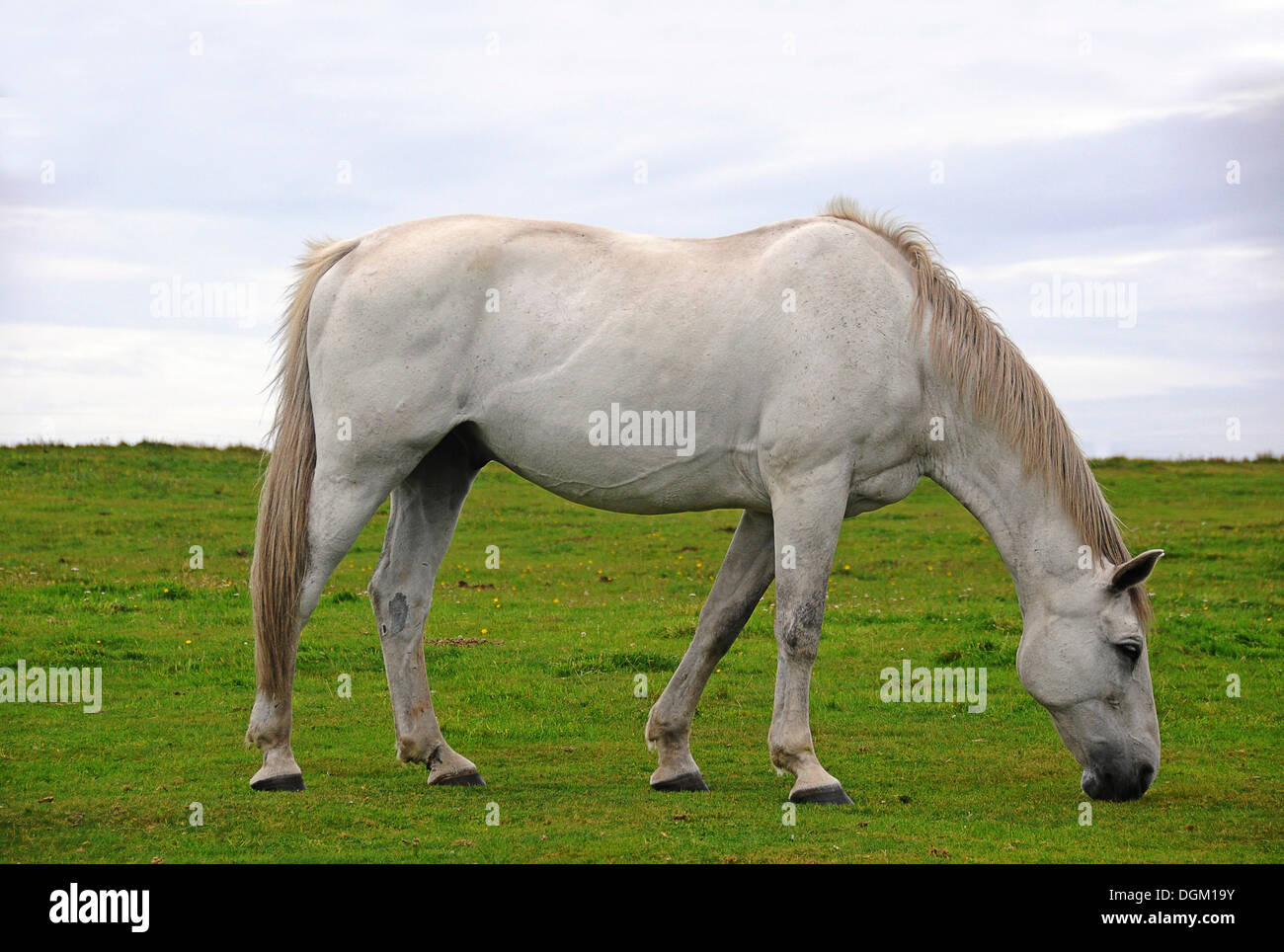 Cheval blanc sur un pâturage pâturage, PublicGround Banque D'Images