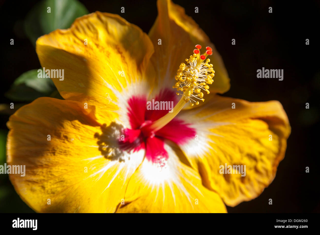 Fleur d'hibiscus (Hibiscus), Guadeloupe, petites antilles, Caraïbes Banque D'Images