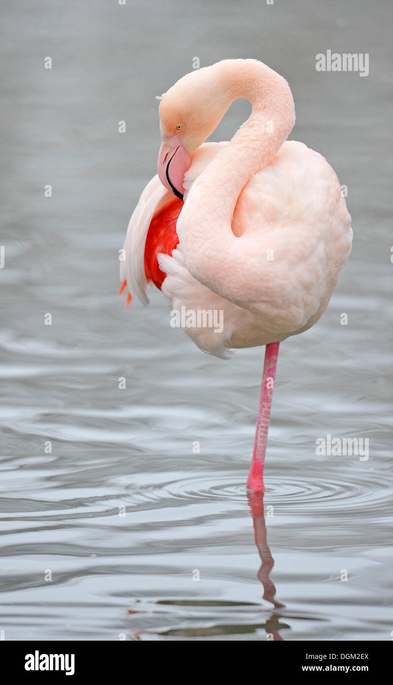 Flamant rose (Phoenicopterus ruber roseus) nettoyage son plumage Banque D'Images