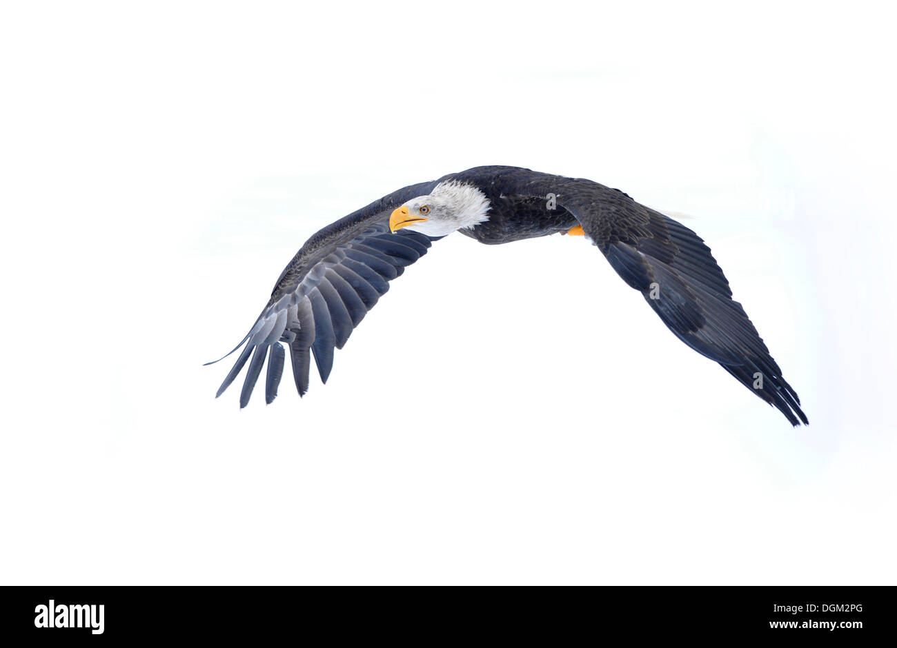 Pygargue à queue blanche, l'Aigle de mer (Haliaeetus albicilla) en vol pendant l'hiver Banque D'Images