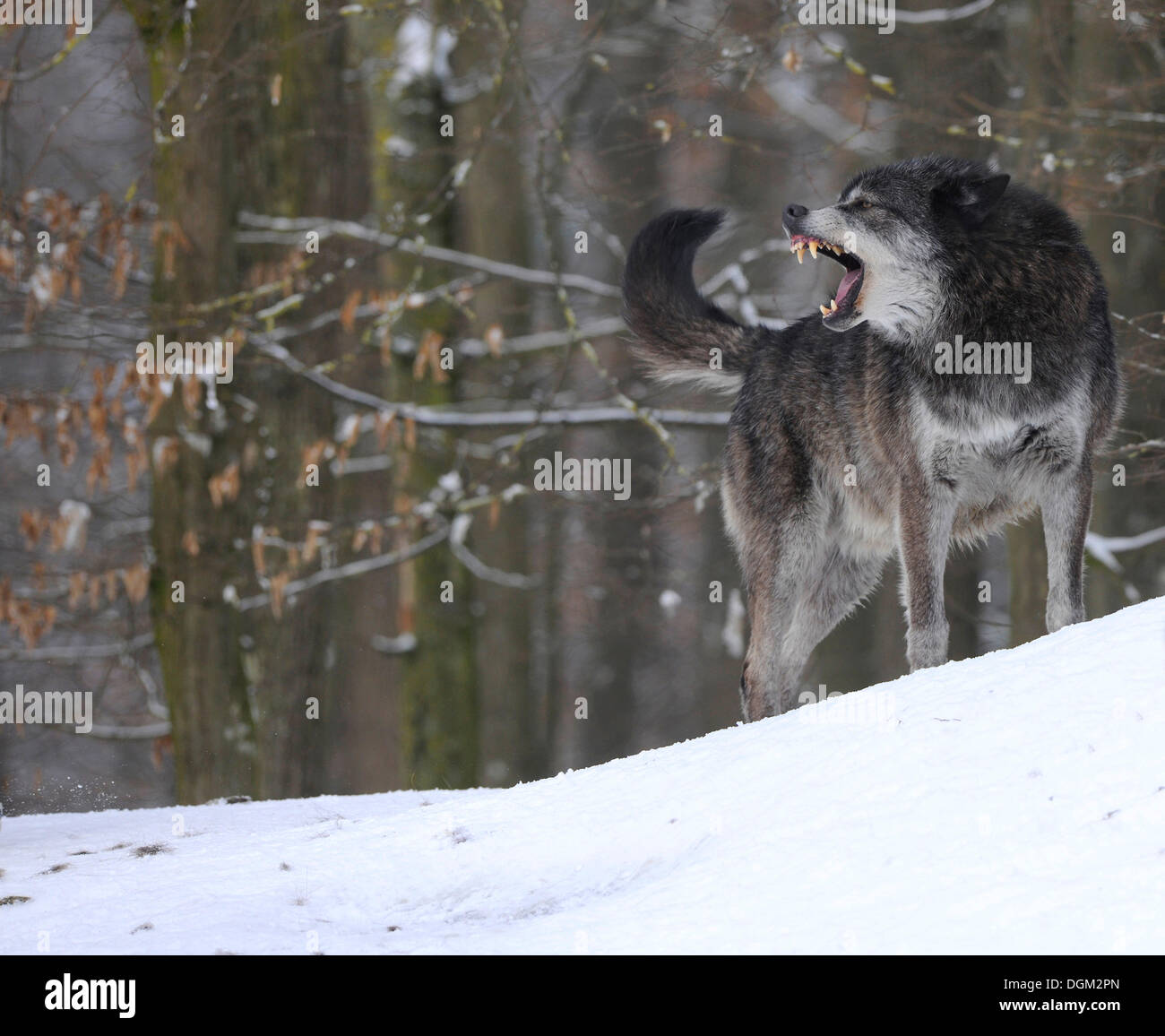 Loup du Mackenzie, toundra de l'Alaska Wolf ou canadien Timber Wolf (Canis lupus occidentalis), agressif, dans la neige Banque D'Images