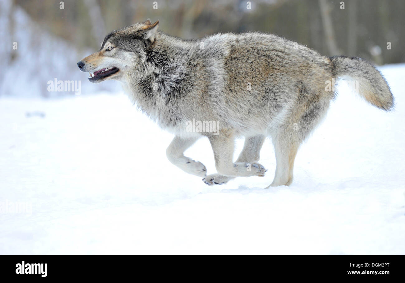Loup du Mackenzie, toundra de l'Alaska Wolf ou canadien Timber Wolf (Canis lupus occidentalis) dans la neige, pup Banque D'Images