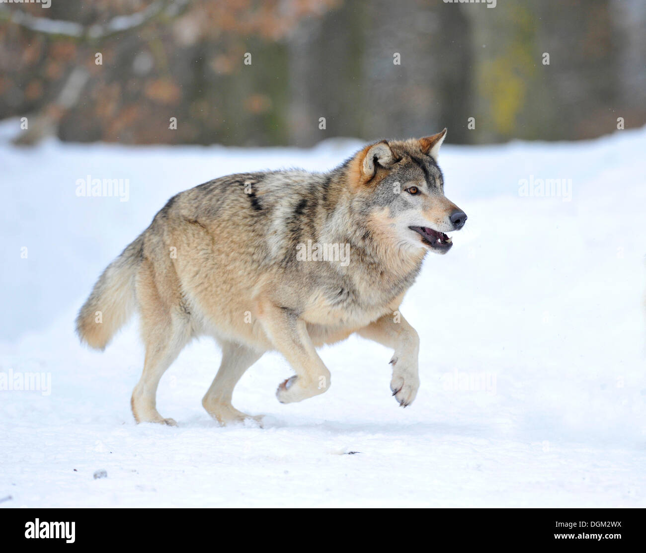 Loup du Mackenzie, toundra de l'Alaska Wolf ou canadien Timber Wolf (Canis lupus occidentalis) dans la neige, l'exécution de l'alpha Banque D'Images