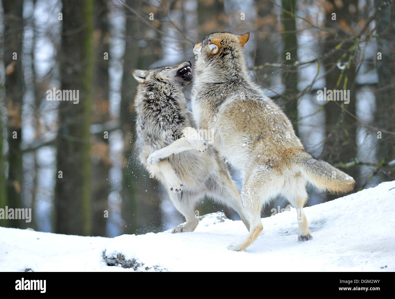 Loup du Mackenzie, toundra de l'Alaska Wolf ou canadien Timber Wolf (Canis lupus occidentalis) dans la neige, deux petits combats Banque D'Images