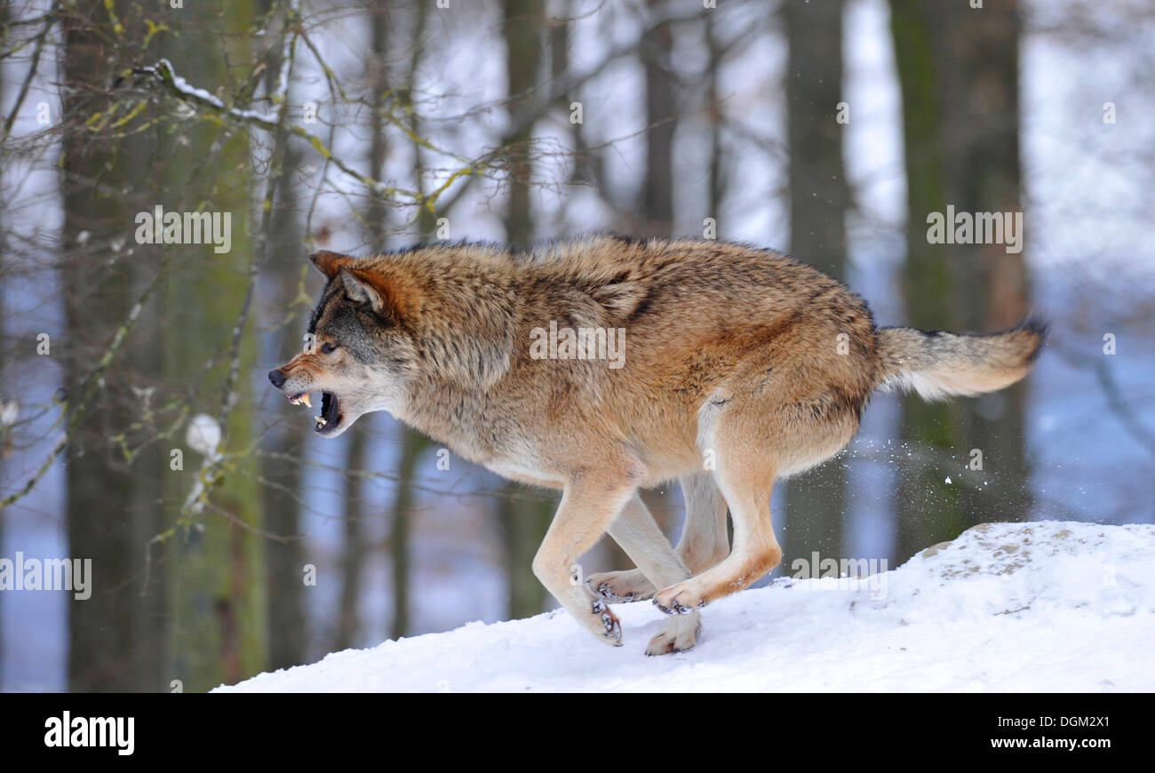 Loup du Mackenzie, toundra de l'Alaska Wolf ou canadien Timber Wolf (Canis lupus occidentalis) dans la neige, la réprimande par l'alpha de Banque D'Images