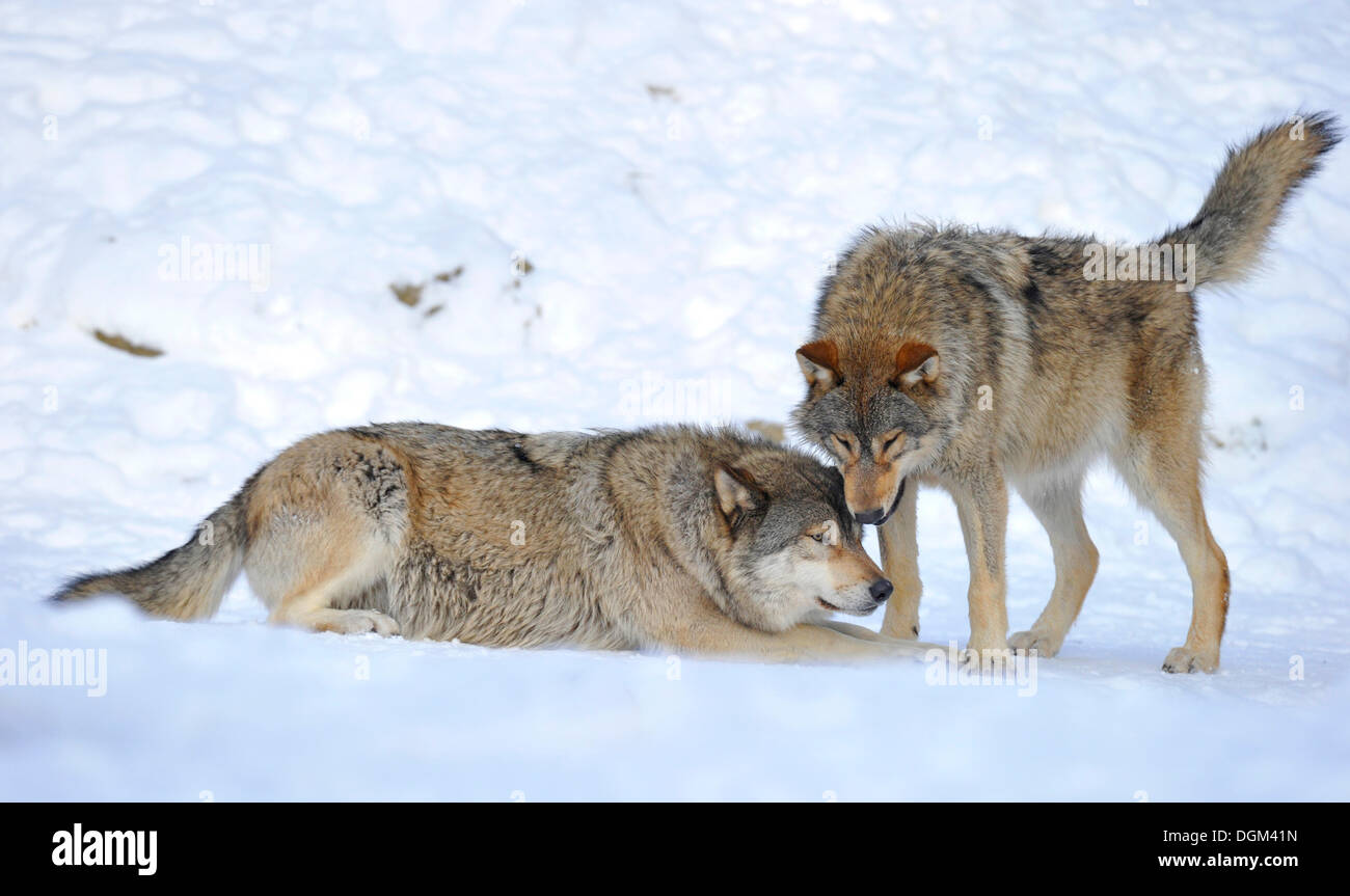 Les loups de la vallée du Mackenzie, les loups (Canis lupus occidentalis), les jeunes loups dans la neige Banque D'Images