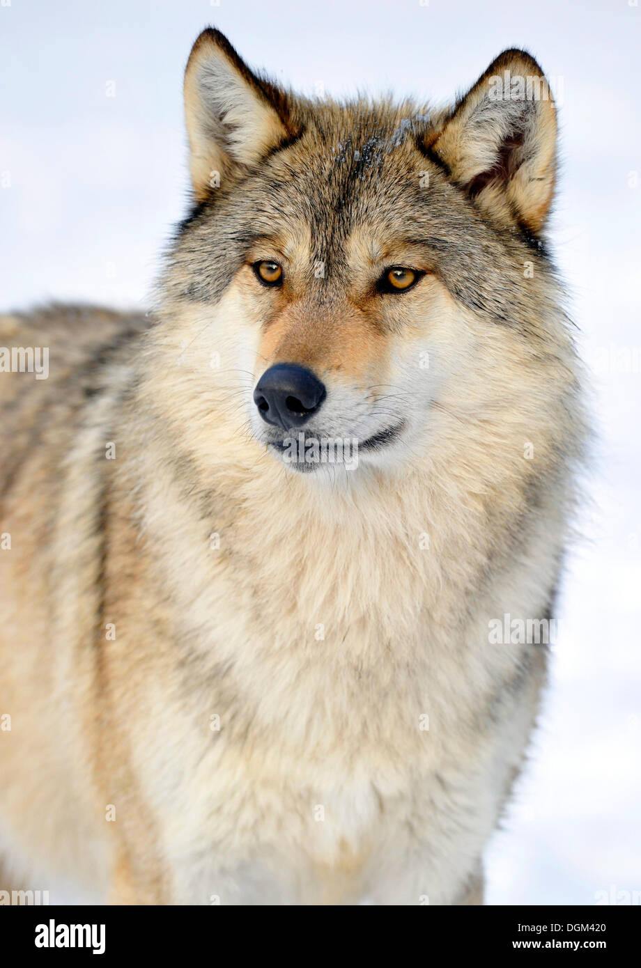 Le loup de la vallée du Mackenzie, le loup (Canis lupus occidentalis) dans la neige, portrait Banque D'Images