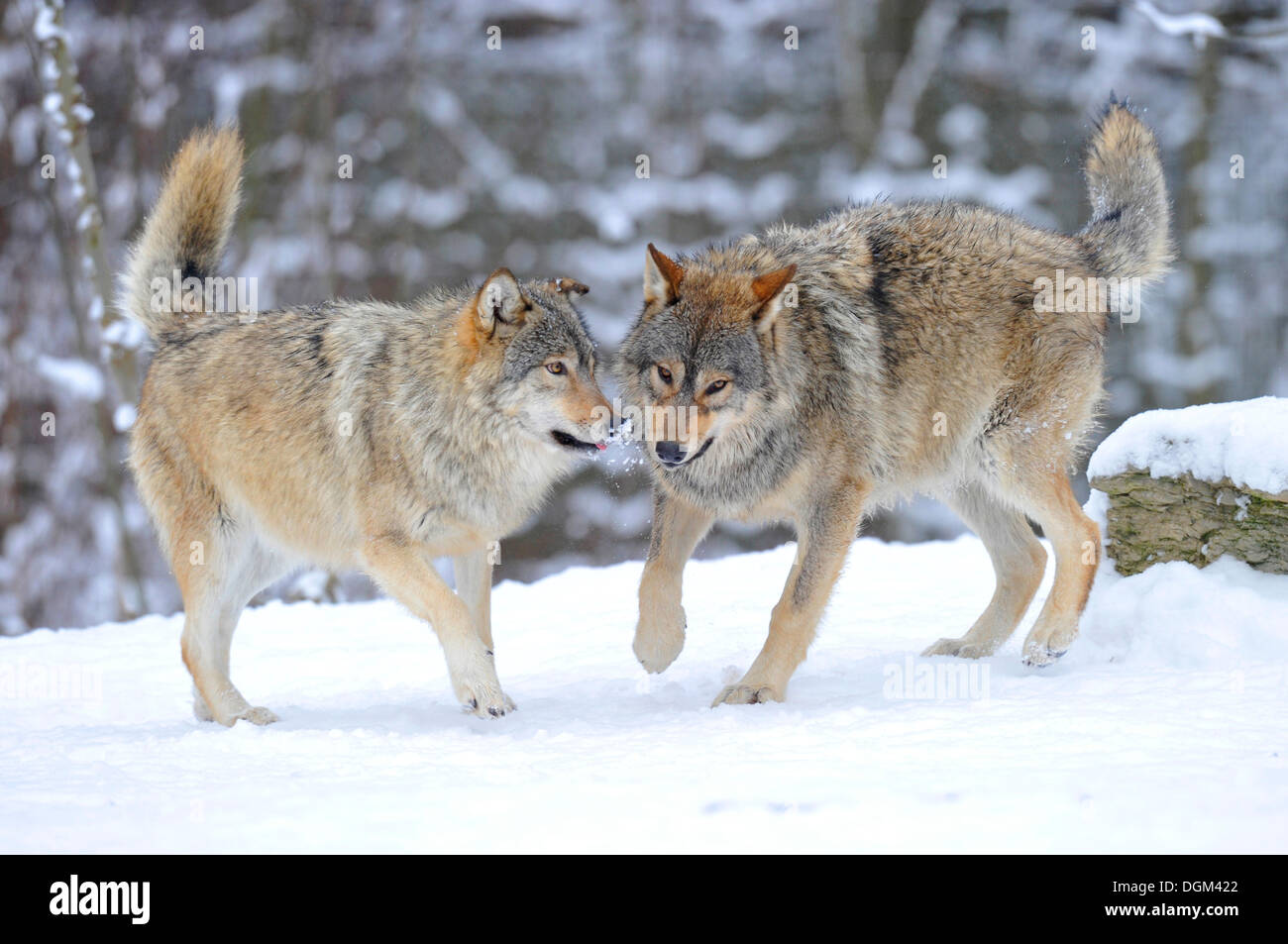 Les loups de la vallée du Mackenzie, les loups (Canis lupus occidentalis), les jeunes loups dans la neige Banque D'Images