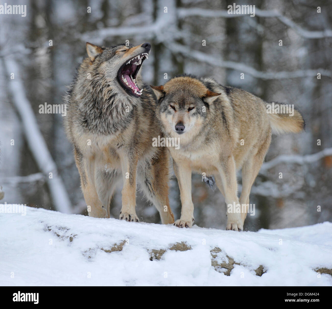 Les loups de la vallée du Mackenzie, les loups (Canis lupus occidentalis), les jeunes loups, la hiérarchie se bat, mordre Banque D'Images