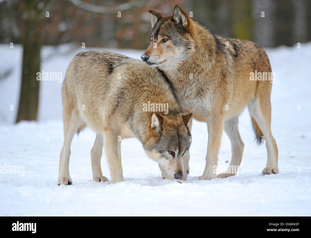 Les loups du Mackenzie, loup de l'Est canadien, wolf (Canis lupus occidentalis) dans la neige Banque D'Images
