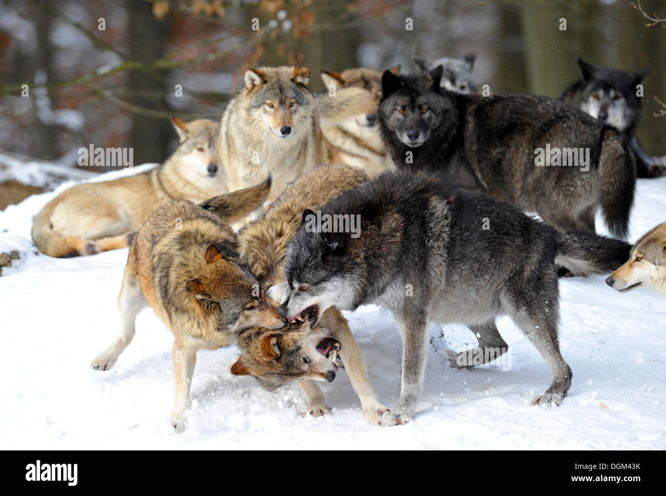 Mackenzie-Wolves, loup de l'Est canadien, wolf (Canis lupus occidentalis) dans la neige, lutte pour l'hiérarchie sociale, la réprimande d'un jeune Banque D'Images