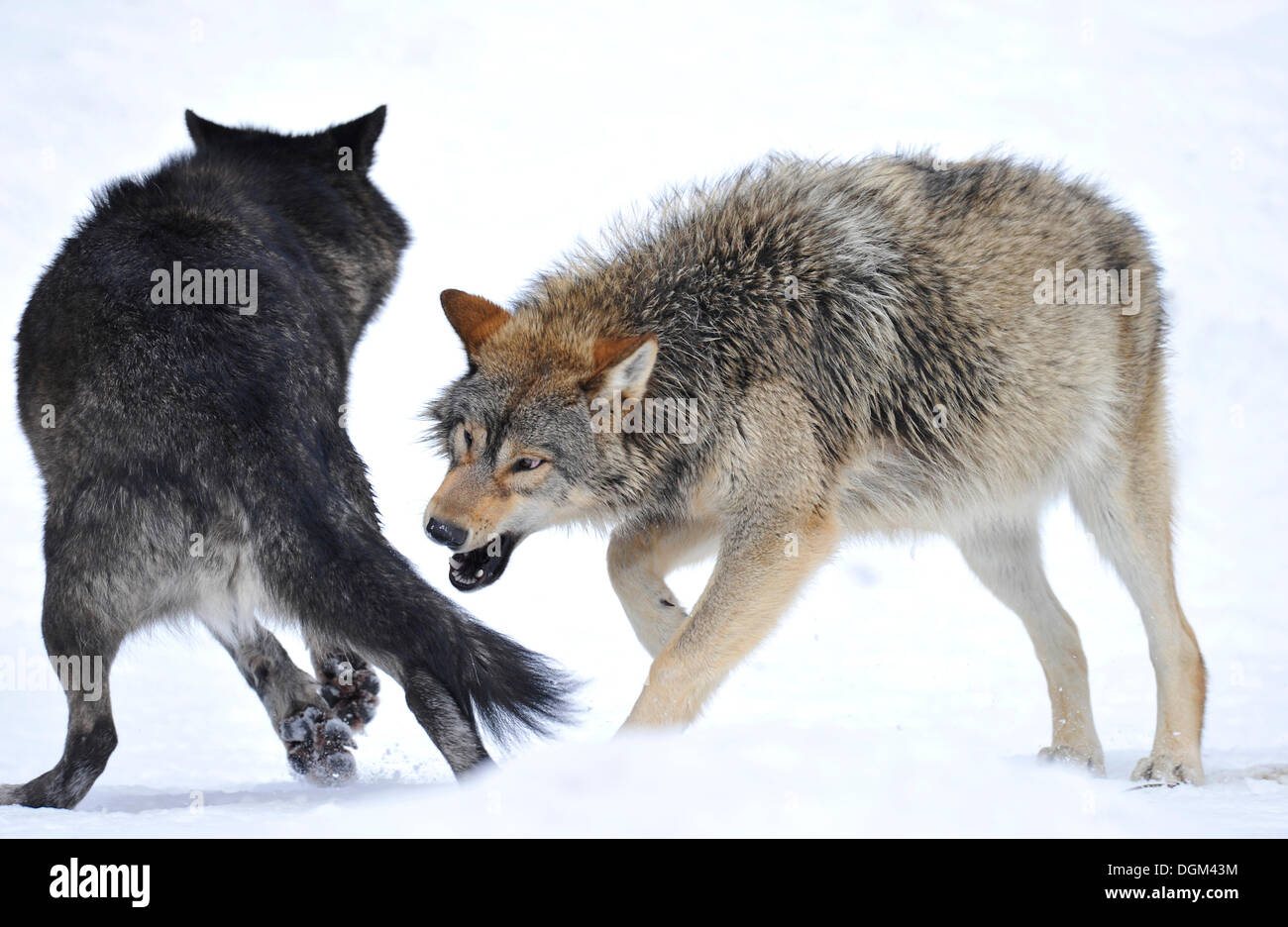 Loup du Mackenzie, Canadian wolf (Canis lupus occidentalis) dans la neige, le jeune animal essaie de mordre un autre côté du chien Banque D'Images