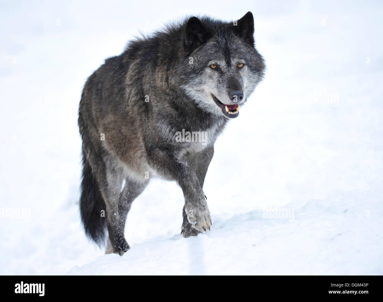 Loup, loup de l'Est du Mackenzie, Canadian wolf (Canis lupus occidentalis) dans la neige Banque D'Images