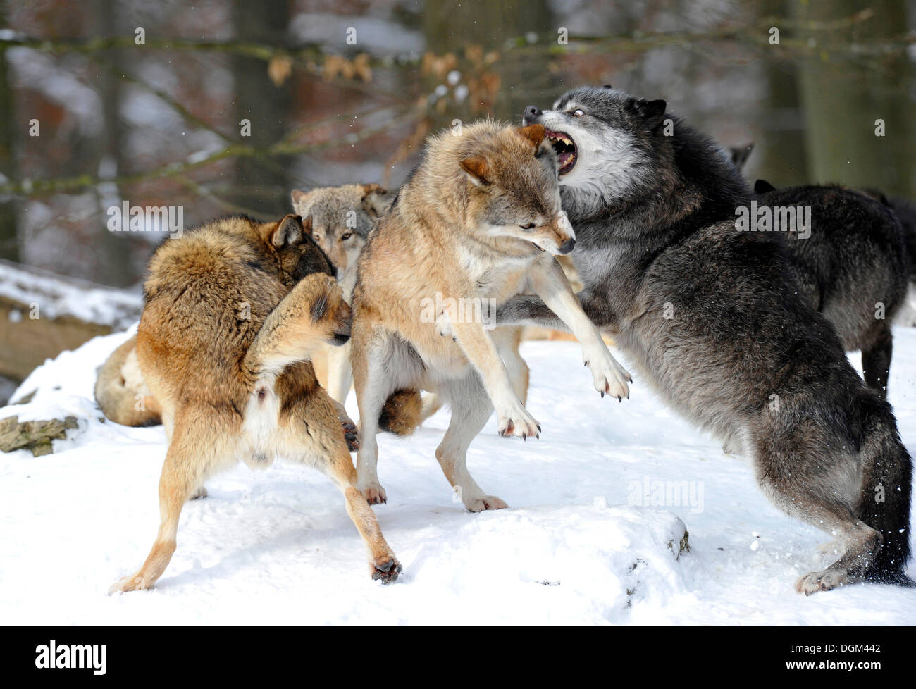 Les loups de la vallée du Mackenzie, les loups (Canis lupus occidentalis) dans la neige, lutte pour l'ordre, femelle alpha Banque D'Images