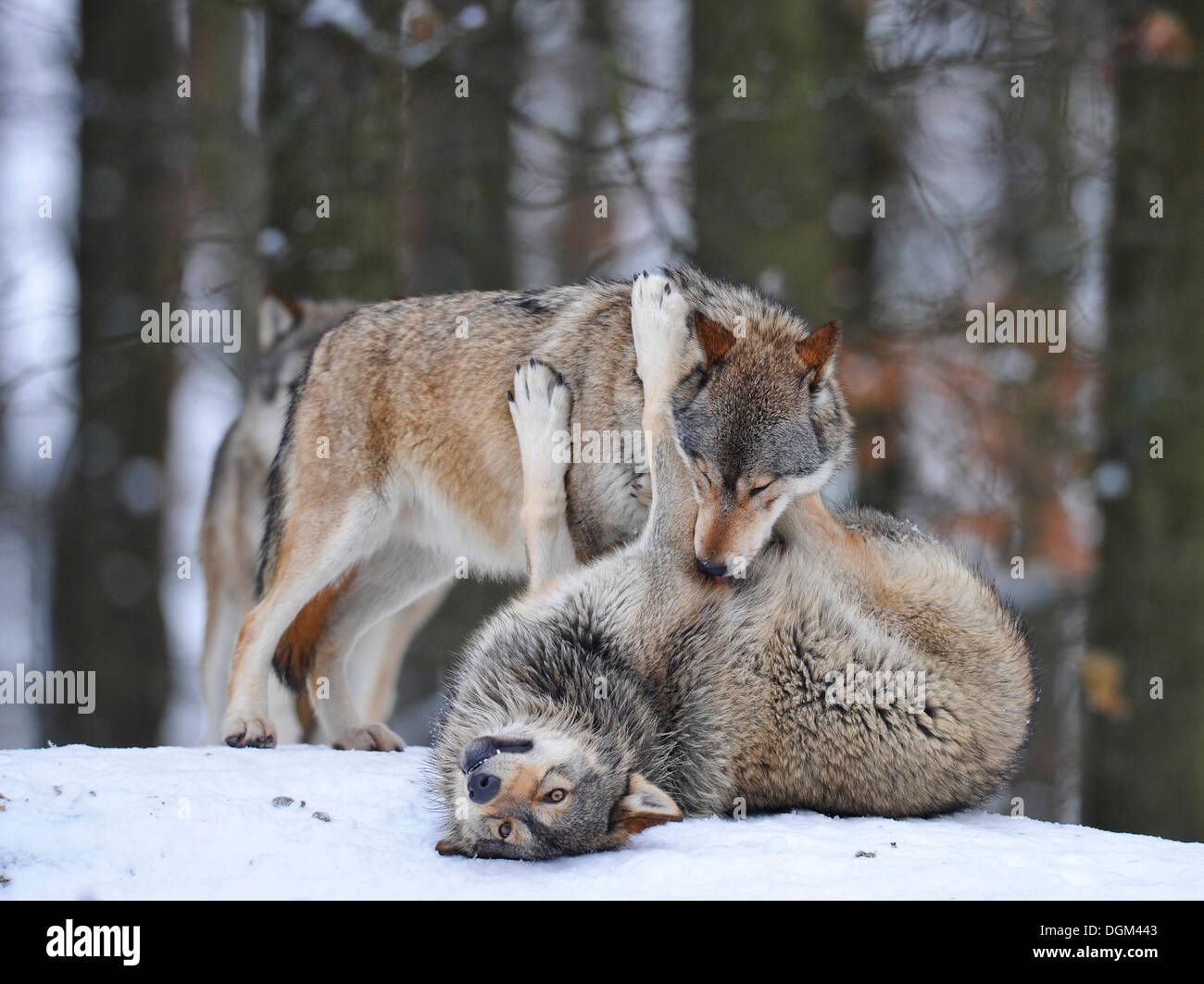 Les loups de la vallée du Mackenzie, les loups (Canis lupus occidentalis), les jeunes jouant dans la neige Banque D'Images