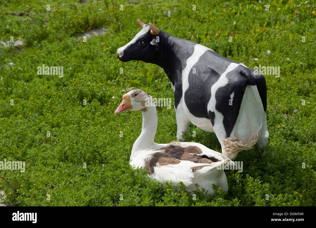 Du vrai goose & plastique vache, Carrickfergus (Irlande du Nord). Banque D'Images