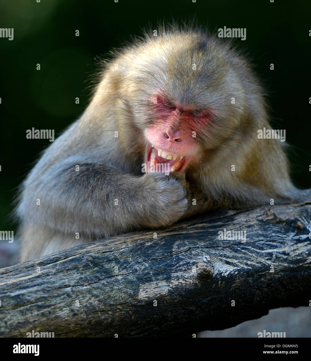 Nihonzaru ou macaques japonais (Macaca fuscata), apparemment rire dans sa manche, la comédie, le comportement social, natif du Japon Banque D'Images
