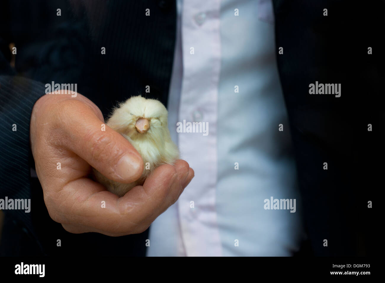 Oiseau de la part d'un mannequin de cire. Banque D'Images