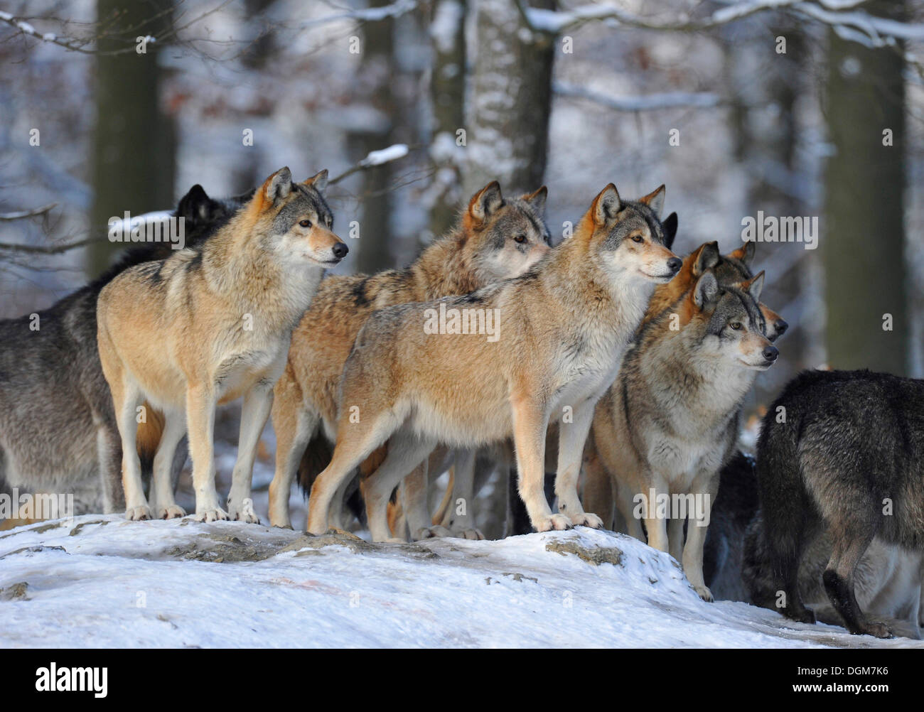 Les loups de la vallée du Mackenzie (Canis lupus occidentalis), wolf pack à l'affût, dans la neige, captive, Bade-Wurtemberg, Allemagne Banque D'Images