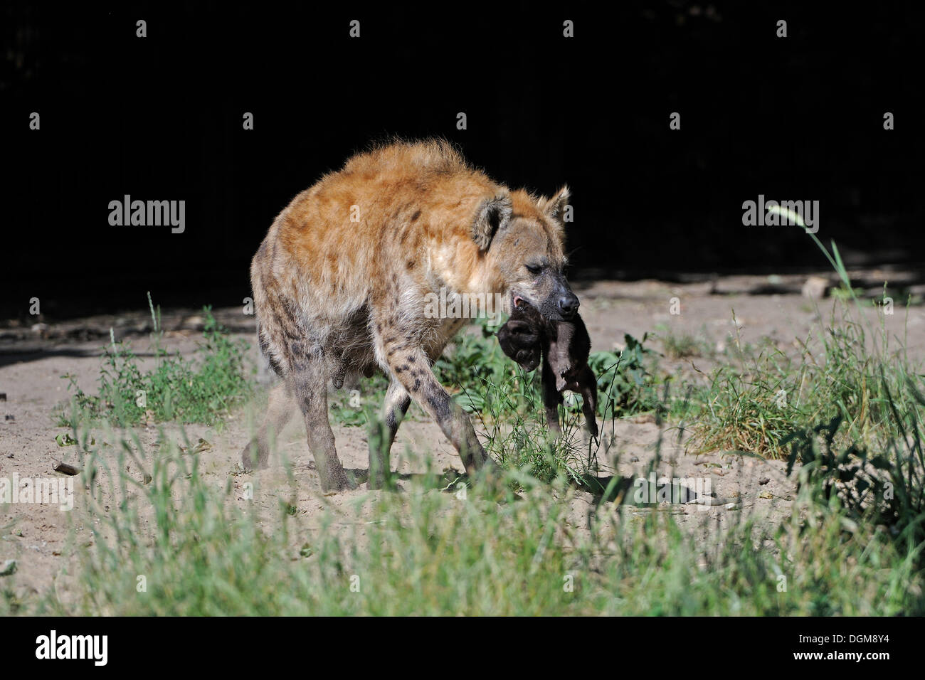 L'hyène tachetée ou rire (Crocuta crocuta), mère portant un nouveau-né cub Banque D'Images